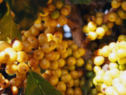Mogiana Coffee yellow bourbon cherries