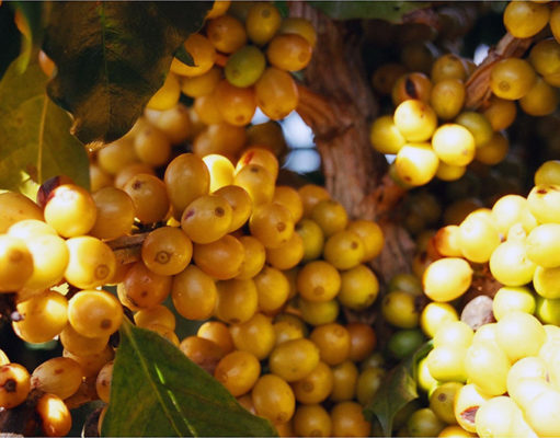 Mogiana Coffee yellow bourbon cherries