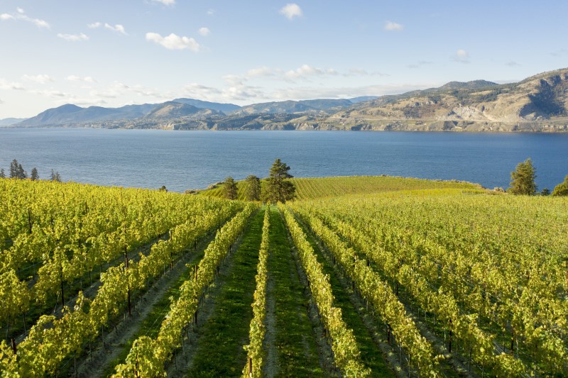 Mission Hill Vineyard